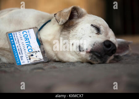 Un cane randagio con un tag indicando il suo nome e che egli è stato privato delle ovaie o castrato a l'Avana, Cuba. Foto Stock