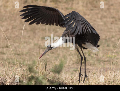 Cicogna Woolly-Necked Foto Stock