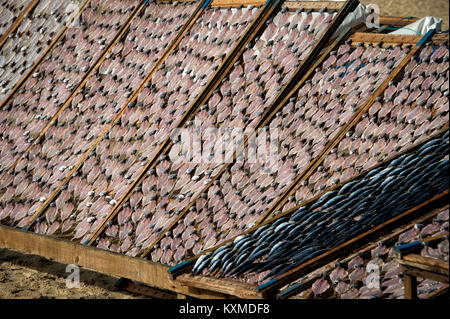 Essiccazione pesce sgombro sulla spiaggia di nazare, Portogallo Foto Stock