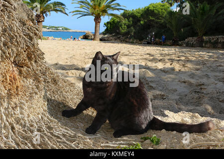 Fumo nero gatto a un albero di palma in spiaggia Foto Stock