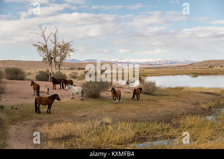 Cavalli a riposo della Mongolia Mongolia banca di fiume Foto Stock