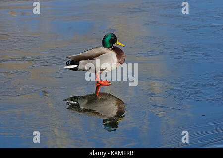 Maschio di Mallard duck in piedi sul ghiaccio sottile con la riflessione Foto Stock