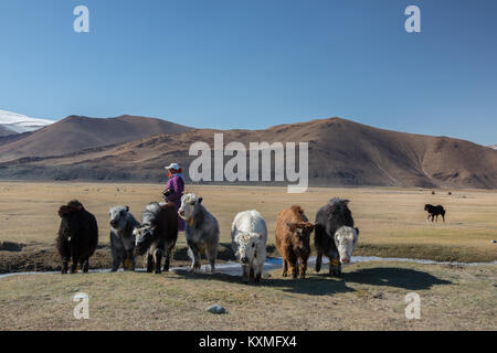 Il mongolo in bianco e nero yak cane pastore donna herder Mongolia steppe inverno praterie pianure Foto Stock