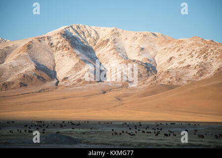 Armento di capra imbrancandosi tramonto inverno Mongolia steppe praterie verdeggianti montagne innevate paesaggio Foto Stock