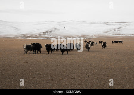 Il mongolo in bianco e nero yak Mongolia steppe inverno praterie pianure montagne innevate Foto Stock