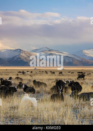 Armento di capra imbrancandosi tramonto inverno Mongolia steppe praterie verdeggianti montagne innevate paesaggio Foto Stock