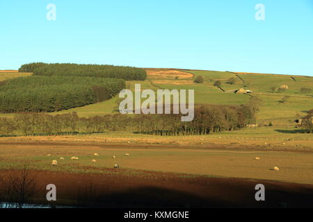 Campagna vicino Pately Bridge,North Yorkshire, Regno Unito Foto Stock