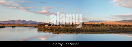 Sunset horse crossing river Mongolia landscape plains steppes goats herd ger Foto Stock