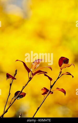 Vitigni di piante e radici chromatic Foto Stock