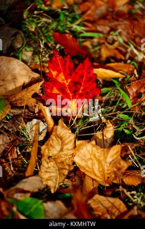 Vitigni di piante e radici chromatic Foto Stock