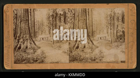 Grandi alberi e cabina, Mariposa Grove, Cal, da Webster & Albee Foto Stock