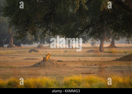 Vista posteriore della leonessa (Panthera leo) giacente sul tumulo,Chirundu,Zimbabwe,Africa Foto Stock