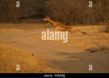 Impala (Aepyceros melampus) salta mezza aria su sterrato,Chirundu,Zimbabwe,Africa Foto Stock