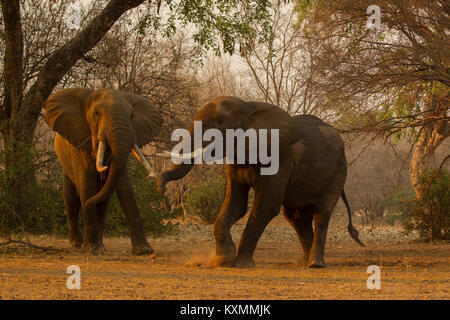 Due elefanti africani (Loxodonta africana) lotta,Chirundu,Zimbabwe,Africa Foto Stock