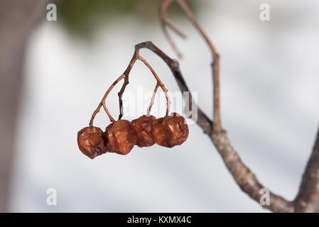 Bacche stropicciata su una montagna il frassino, Sorbus americana, nelle Montagne Adirondack, NY USA Foto Stock