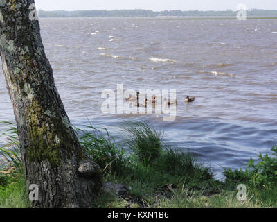 Lo Étang de Soustons in Azur, Landes, Francia, è uno stagno naturale noto per i suoi ecosistemi acquatici, habitat di uccelli e paesaggi panoramici. Foto Stock