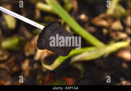 Bremen, Germania. Xxi Dec, 2017. Un dipendente Velibre tenendo una capsula di caffè realizzati al di fuori della carta che è stata giacente in un mucchio di composto per un paio di giorni nella città di Brema, Germania, 21 dicembre 2017. Le capsule di caffè vengono ad essere il primo documento di capsule di tutto il mondo per essere compatibili con le macchine Nespresso. Credito: Carmen Jaspersen/dpa/Alamy Live News Foto Stock