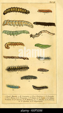 Chronologischer Raupenkalender, oder, Naturgeschichte der Europäischen Raupen (TAF. III) (6029439581) Foto Stock