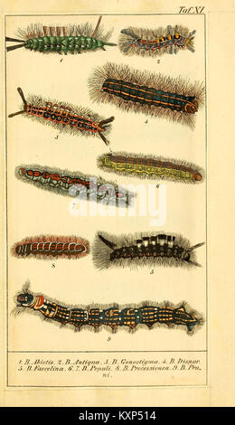 Chronologischer Raupenkalender, oder, Naturgeschichte der Europäischen Raupen (TAF. XI) (6029997210) Foto Stock