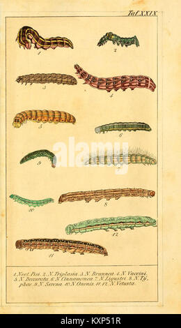 Chronologischer Raupenkalender, oder, Naturgeschichte der Europäischen Raupen (TAF. XXIX) (6029448099) Foto Stock