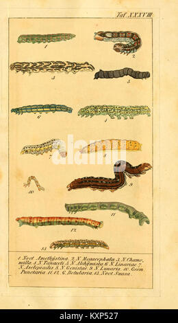 Chronologischer Raupenkalender, oder, Naturgeschichte der Europäischen Raupen (TAF. XXXVIII) (6030006068) Foto Stock