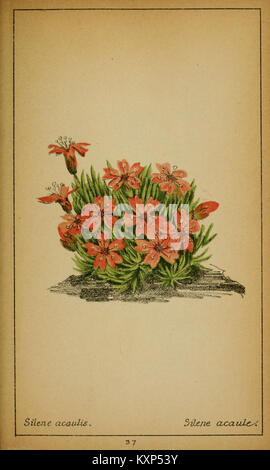 Uno studio botanico che documenta le specie vegetali dell'Europa centrale, in particolare la Svizzera e la Savoia, descrivendo la morfologia, l'habitat e la tassonomia per la ricerca scientifica. Foto Stock