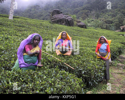 Una fotografia in bianco e nero che mostra le raccoglitrici di tè che lavorano negli altopiani di Nuwara Eliya, Sri Lanka, illustrando i metodi tradizionali di raccolta del tè e la vita delle piantagioni dell'epoca coloniale. Foto Stock