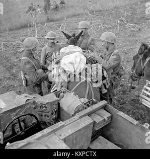 Una fotografia del 1943 che mostra i soldati canadesi con una Universal Carrier (UC) e un mulo durante la seconda guerra mondiale, illustrando l'uso del trasporto meccanizzato e animale nelle operazioni militari. Foto Stock