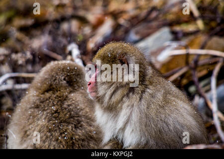 Un gruppo di macachi giapponesi si siedono sul versante di una montagna a Nagano, Giappone. Queste scimmie sono la maggior parte del nord i primati non umani nel mondo Foto Stock