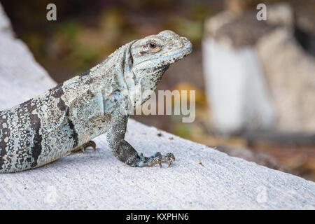 Baja blue rock lizard, Petrosaurus thalassinus, crogiolandosi al sole. Foto Stock