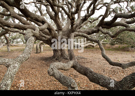 Costiero Live Oak albero 'Quercus virginiana', raggiungendo rami. Foto Stock