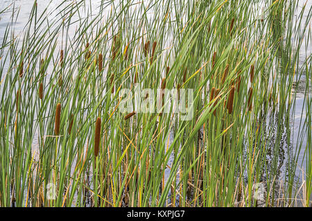 Typha è un genere di circa 30 specie di piante monocotiledoni piante fiorite in famiglia Typhaceae. Nomi comuni sono tifa, punk, o mais erba del cane Foto Stock