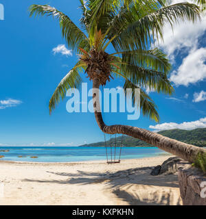 Palm Tree sulla spiaggia tropicale delle Seychelles, Isola di Mahe. Foto Stock