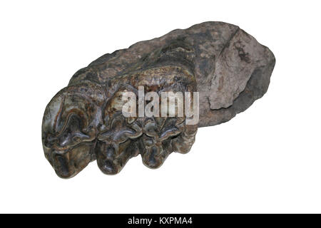 Mandibolari e dei denti dell'estinto Gomphothere Cuvieronius hyodon relativa di giorno moderno elefanti Foto Stock
