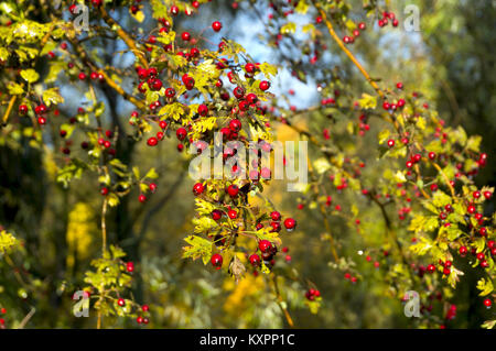 Bacche rosse bacche di biancospino su un ramo, biancospino dopo la pioggia Foto Stock