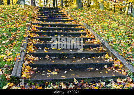 Autunno nel parco foresta di autunno di colore giallo e rosso Foglie sugli alberi in autunno, passaggi coperti in caduta foglie Foto Stock