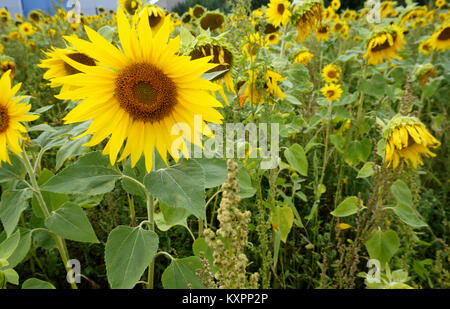 Grande sole giallo girasole, semi di fiori Foto Stock