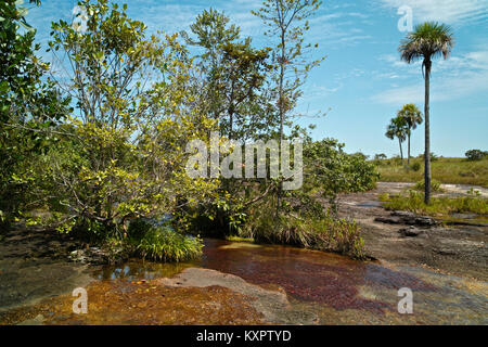 Cano Piedra ecosistema, comprese alcune Moriche Palm tree , Mauritia flexuosa L.F , in background Foto Stock