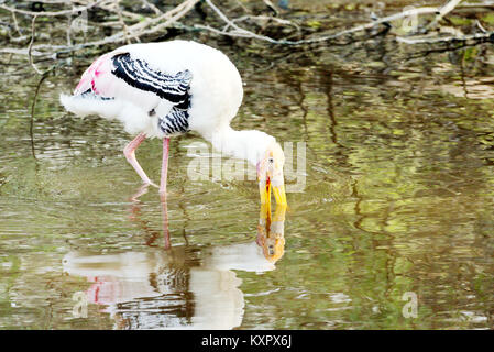 Un dipinto di Stork cerca di pesce in un stagno. Foto Stock