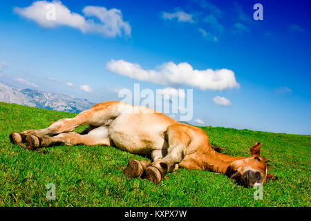 Cavallo di riposo in un prato verde nelle montagne di Asturias, in Spagna. Foto Stock