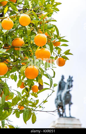 Arancio con un monumento al Fernando III El Santo (Ferdinando III il Santo Re di Castiglia) sullo sfondo. Plaza Nueva nella città di Siviglia, eun Foto Stock