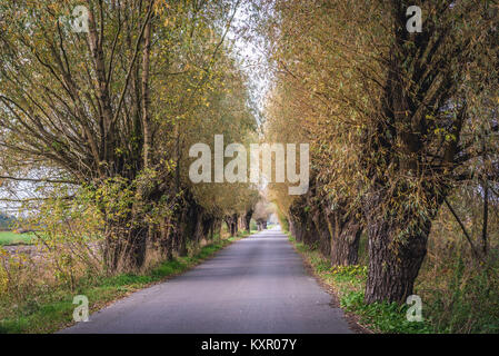 Strada tra gli alberi di salice vicino a Zelazowa Wola villaggio in Polonia, luogo di nascita del compositore polacco Frédéric Chopin Foto Stock