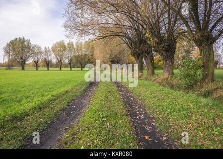 Gli alberi di salice vicino a Zelazowa Wola villaggio in Polonia, luogo di nascita del compositore polacco Frédéric Chopin Foto Stock