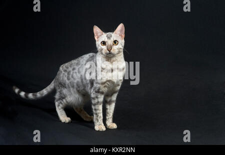 Splendido argento di razza Gatto bengala dal pixel perfetto gatti cattery Foto Stock