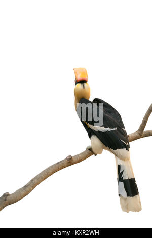 Grande hornbill (Buceros simum) isolato su sfondo bianco Foto Stock