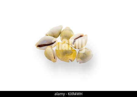Denaro cowry conchiglia di mare isolato su bianco con tracciato di ritaglio Foto Stock