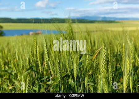 Giovani verde Grano spike sul cielo blu sullo sfondo. Spikelets verde di grano.viaggio in Georgia Foto Stock