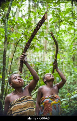 Le donne da Baka tribù stanno ricevendo e acqua potabile dagli alberi della foresta. Dzanga-Sangha riserva forestale. Africa Foto Stock