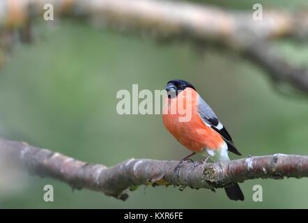 Il maschio bullfinch seduto su un ramo. Ciuffolotto (Pyrrhula pyrrhula) Foto Stock