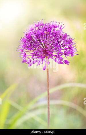 Close-up immagine di un singolo, estate fioritura viola Allium fiore Foto Stock